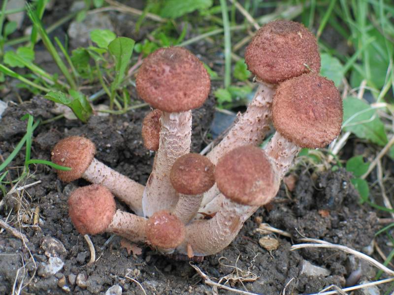 Armillaria ostoyae самый большой гриб в мире фото